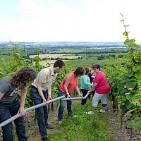 Weintransport: Eine teambildende Maßnahme bei Frankfurt am Main